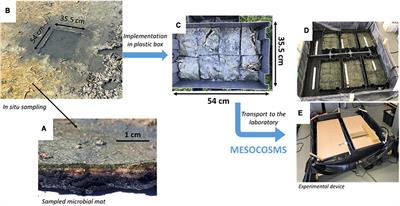 Microbial mats as model to decipher climate change effect on microbial communities through a mesocosm study